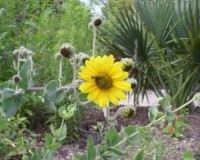helianthus mollis 8-11a.jpg